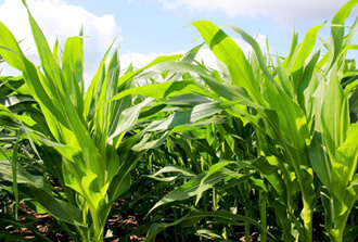 A close-up of a cornfield