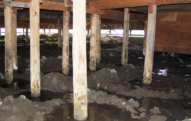 Featured Image. Wooden pillars of a house with water erosion