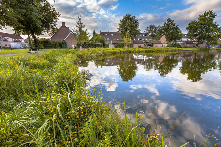 Featured Image. A bank of a pond with a nearby community